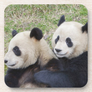 Wolong Reserve, China, Giant panda hugging Coaster