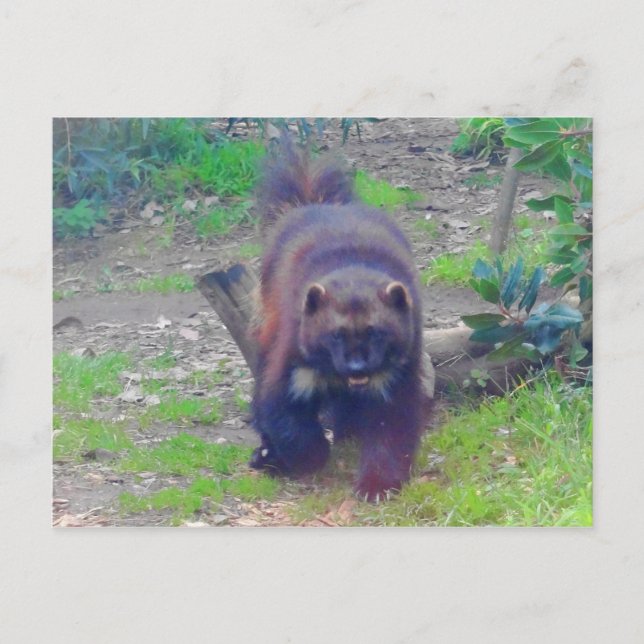 Wolverine #1 Postcard (Front)