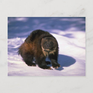 Wolverine on snow postcard