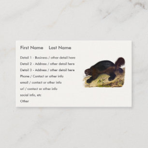 Wolverine or Wolverene (Gulo gulo) by Audubon Business Card