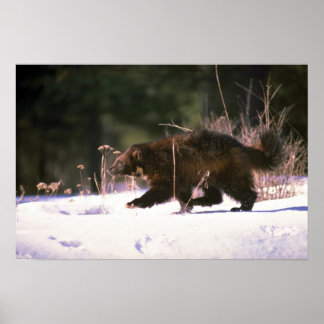 Wolverine running through snow poster