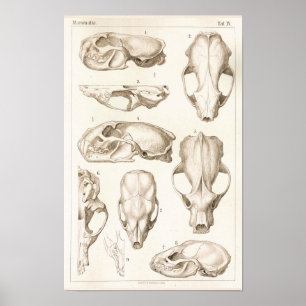 Wolverine Skull Veterinary Anatomy Print