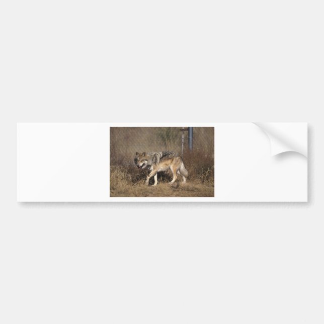 WOLVES BUMPER STICKER (Front)