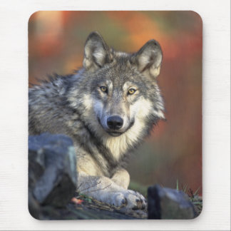 Wolves Canis_lupus_Grey Wolf Mouse Pad