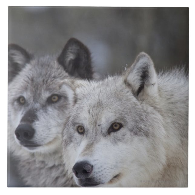 Wolves (Canus lupus) from West Yellowstone. This Ceramic Tile (Front)