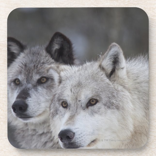 Wolves (Canus lupus) from West Yellowstone. This Coaster (Front)