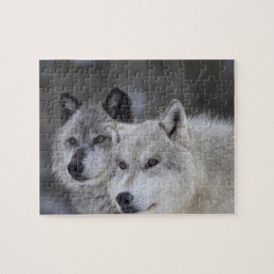 Wolves (Canus lupus) from West Yellowstone. This Jigsaw Puzzle