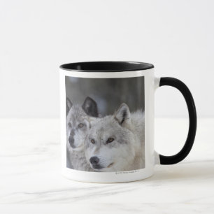 Wolves (Canus lupus)   West Yellowstone Mug