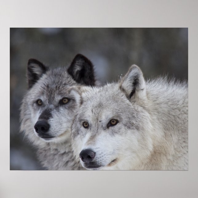 Wolves (Canus lupus) | West Yellowstone Poster (Front)