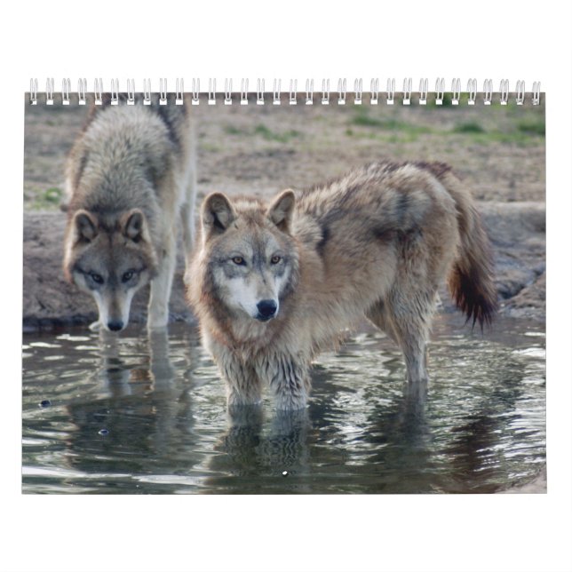 Wolves Grey Wolf Calendar (Cover)