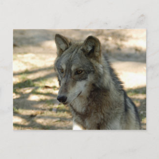 Wolves Grey Wolf Postcard
