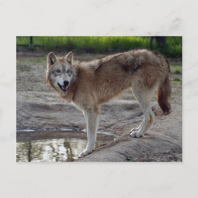 Wolves Grey Wolf Postcard (Front)