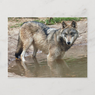 Wolves Grey Wolf Postcard