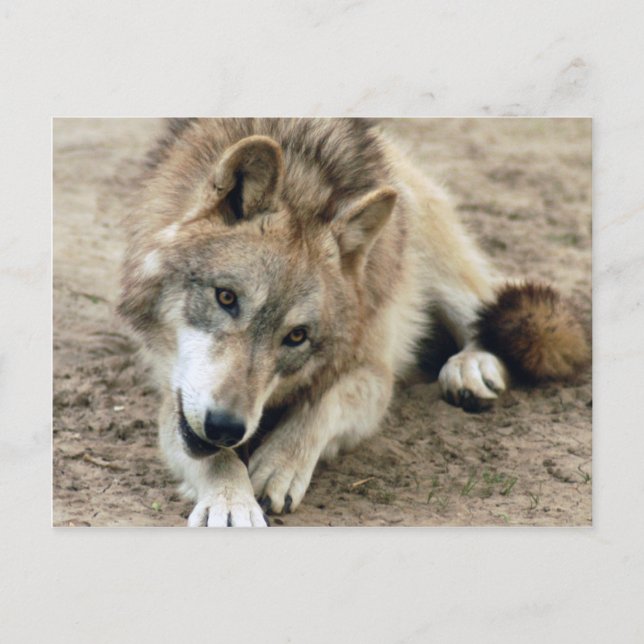 Wolves Grey Wolf Postcard (Front)