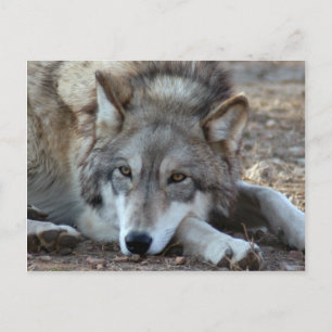 Wolves Grey Wolf Postcard