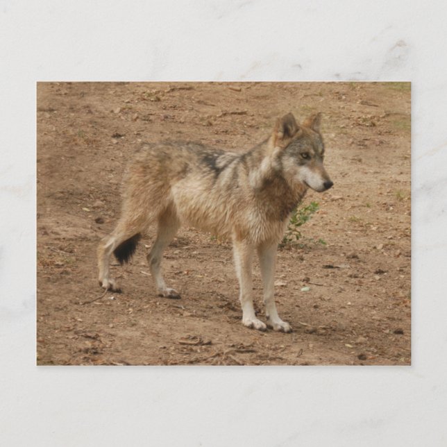 Wolves Grey Wolf Postcard (Front)