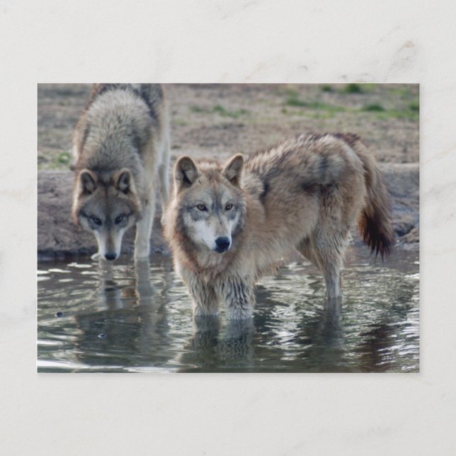 Wolves Grey Wolf Postcard (Front)