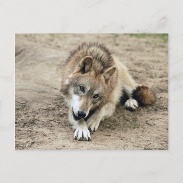 Wolves Grey Wolf Postcard (Front)