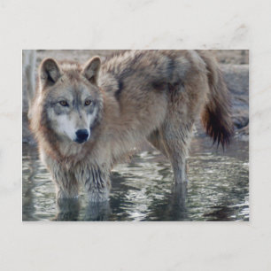 Wolves Grey Wolf Postcard