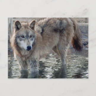 Wolves Grey Wolf Postcard
