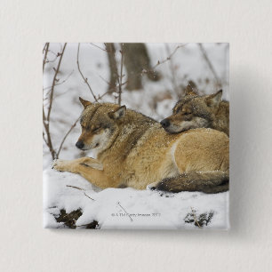 Wolves in the Bawarian Wood 15 Cm Square Badge