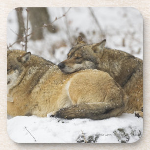 Wolves in the Bawarian Wood Coaster