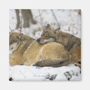 Wolves in the Bawarian Wood Magnet