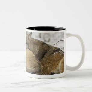 Wolves in the Bawarian Wood Two-Tone Coffee Mug