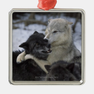 Wolves in the Snow Montana, USA Metal Ornament