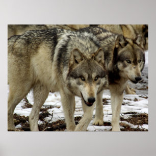 Wolves on the Prowl Poster