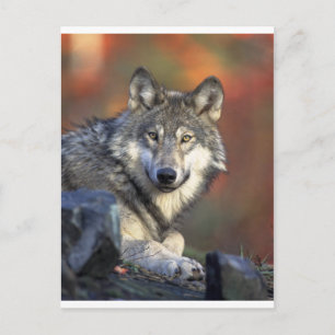 Wolves Postcard