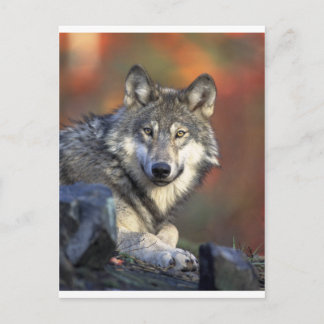 Wolves Postcard