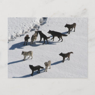 Wolves Postcard