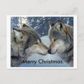 wolves rubbing noses merry Christmas post cards. Holiday Postcard