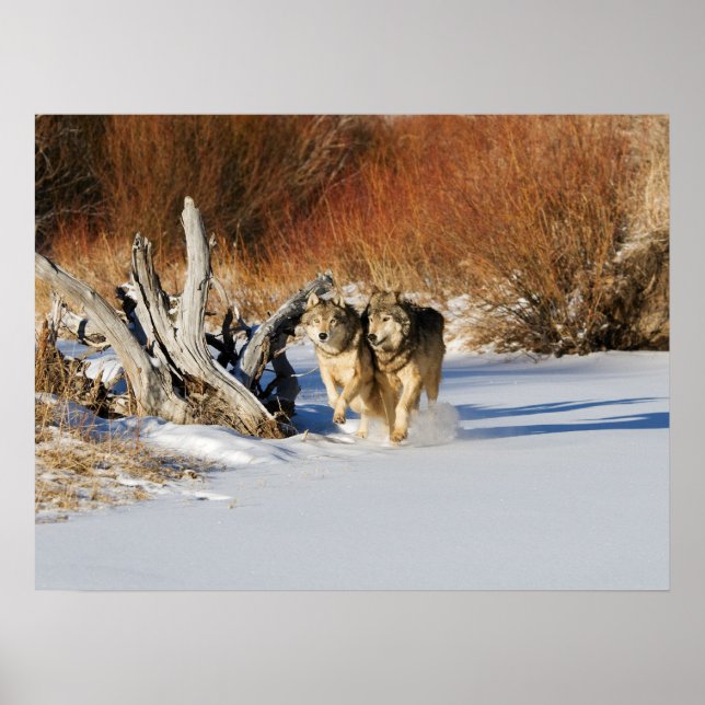 Wolves Running in Snow Poster (Front)
