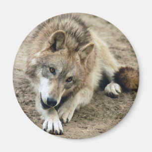 Wolves Wolf Magnet