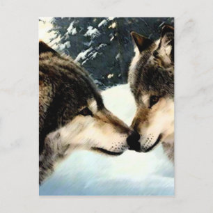 Wolves Wolf  Snow Winter Snow Couple Love Postcard