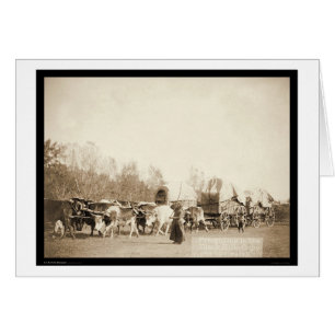 Woman Bullwhacking Oxen SD 1887