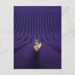 Woman in a lavender field postcard