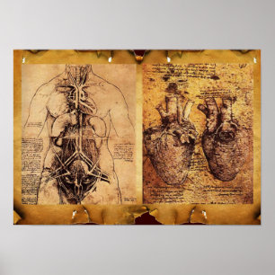 Woman’s Torso / Heart And Its Blood Vessels Poster