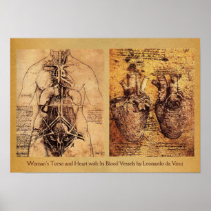 Woman’s Torso / Heart And Its Blood Vessels Poster