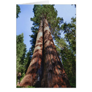 Woman videotaping at base of massive Sequoia