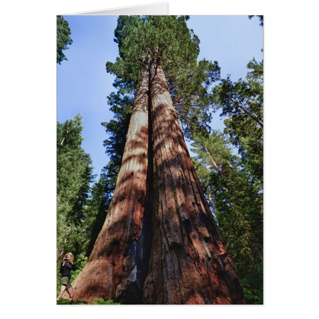 Woman videotaping at base of massive Sequoia (Front)