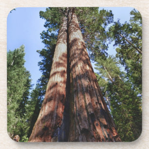 Woman videotaping at base of massive Sequoia Coaster
