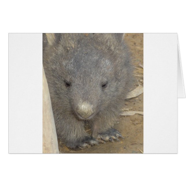 Wombat (Front Horizontal)