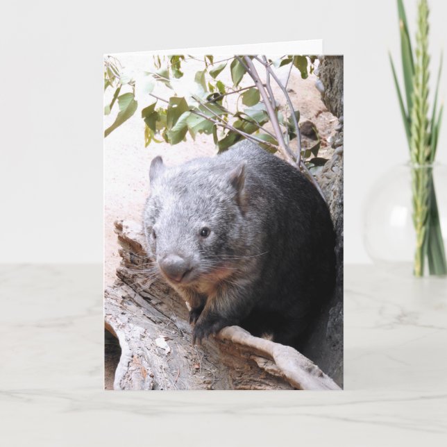 Wombat Card (Front)