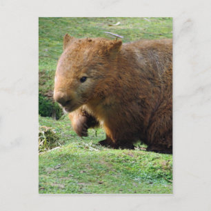 wombat face postcard