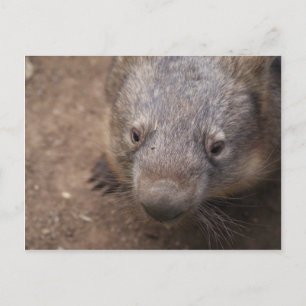 Wombat Kiss Postcard