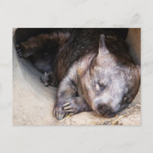 Wombat Postcard