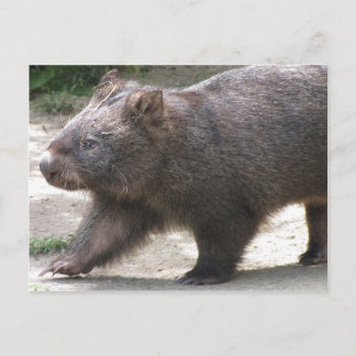 Wombat Postcard